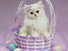 Don Ayres Kittens