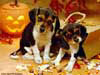 Don Ayres Puppies