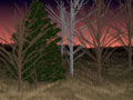Wilderness Dreams